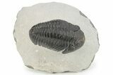 Phacopid Trilobite (Pedinopariops) - Mrakib, Morocco #229906-3
